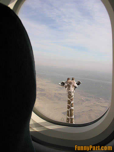 FunnyPart-com-very_tall_giraffe.jpg