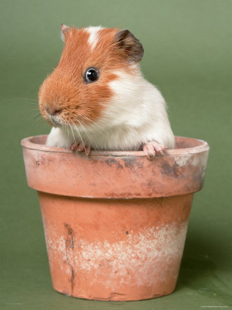 g pig in pot.jpg